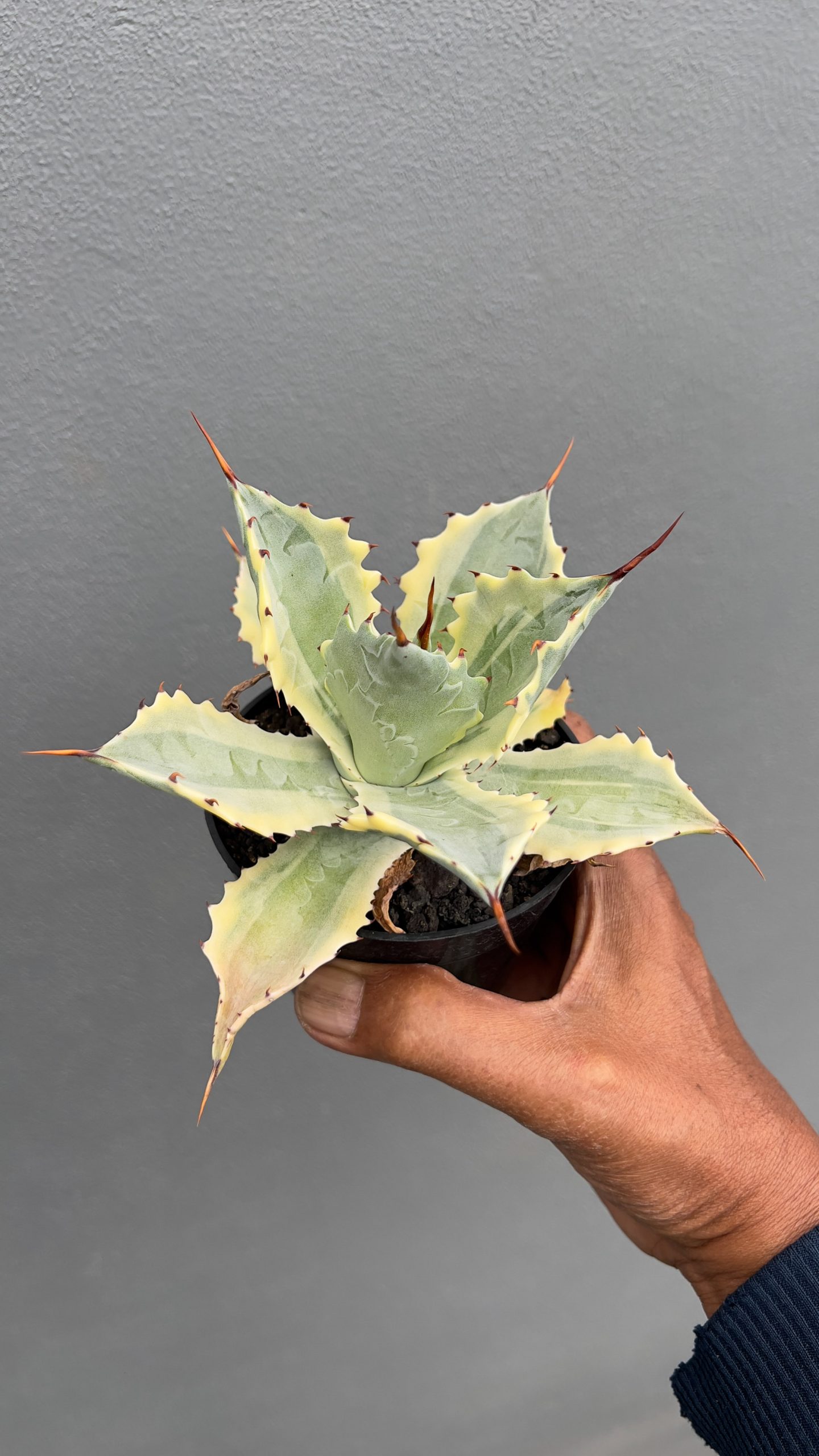 917. Agave Potatorum 'Verschaffeltii' - Image 6