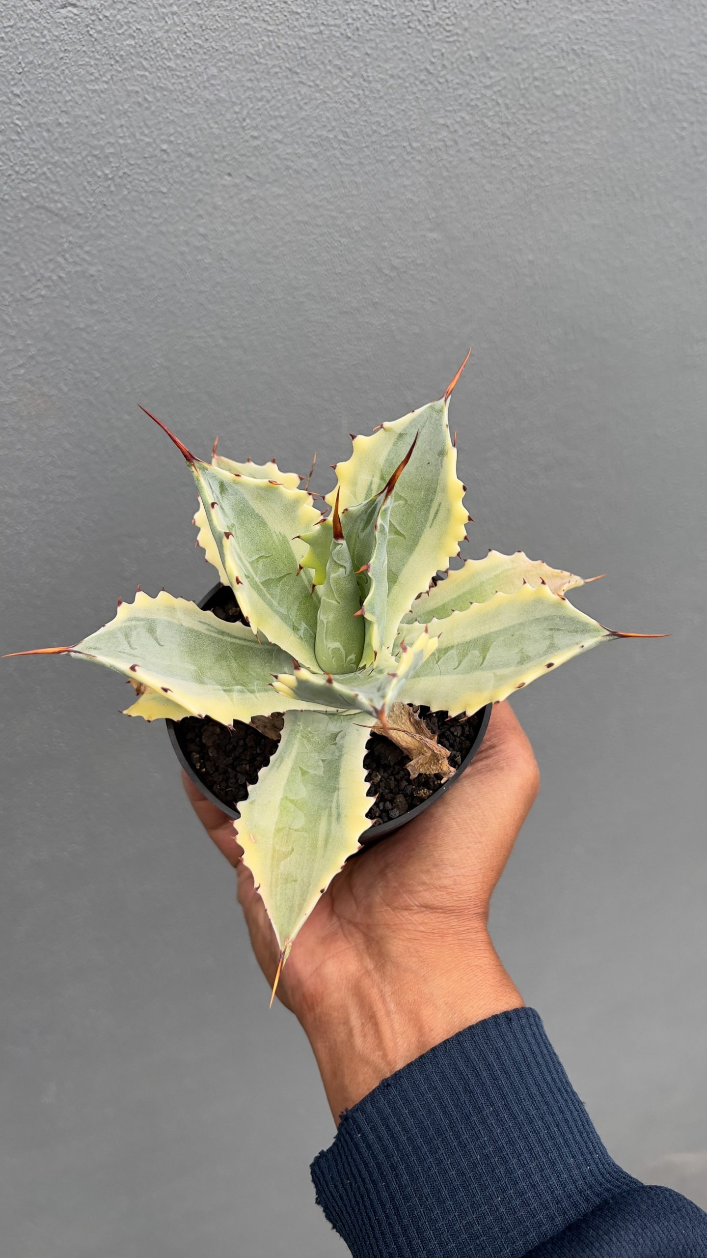 917. Agave Potatorum 'Verschaffeltii' - Image 2