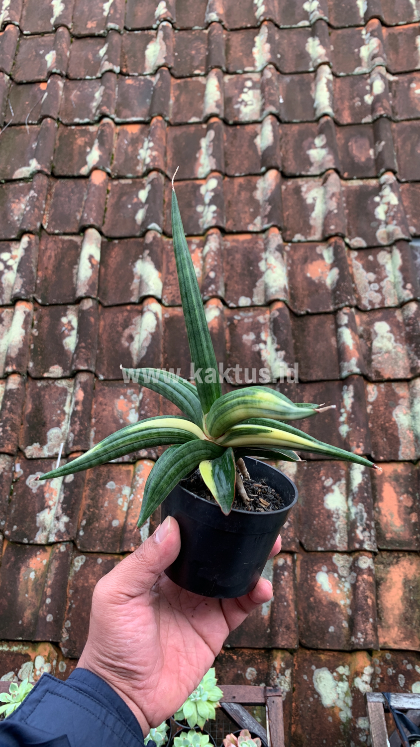 918. Sansevieria Downsi Chahinian Variegated - Image 11