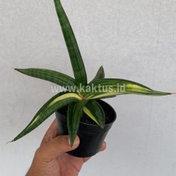 Alternative view of 918. Sansevieria Downsi Chahinian Variegated
