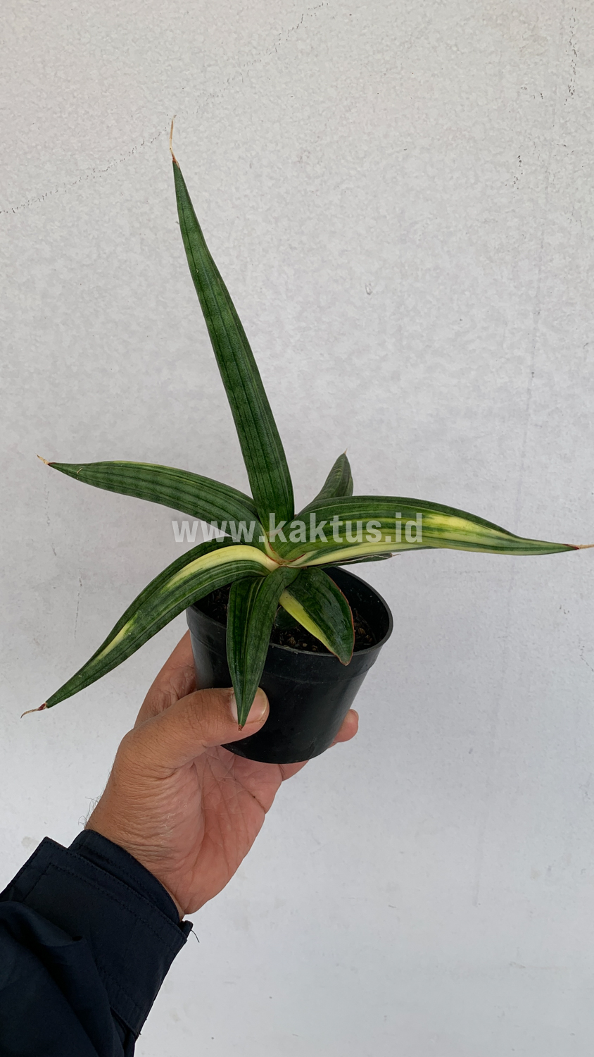 918. Sansevieria Downsi Chahinian Variegated - Image 2