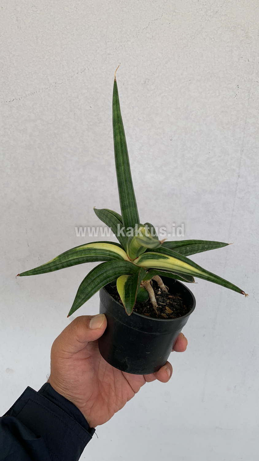 918. Sansevieria Downsi Chahinian Variegated - Image 8