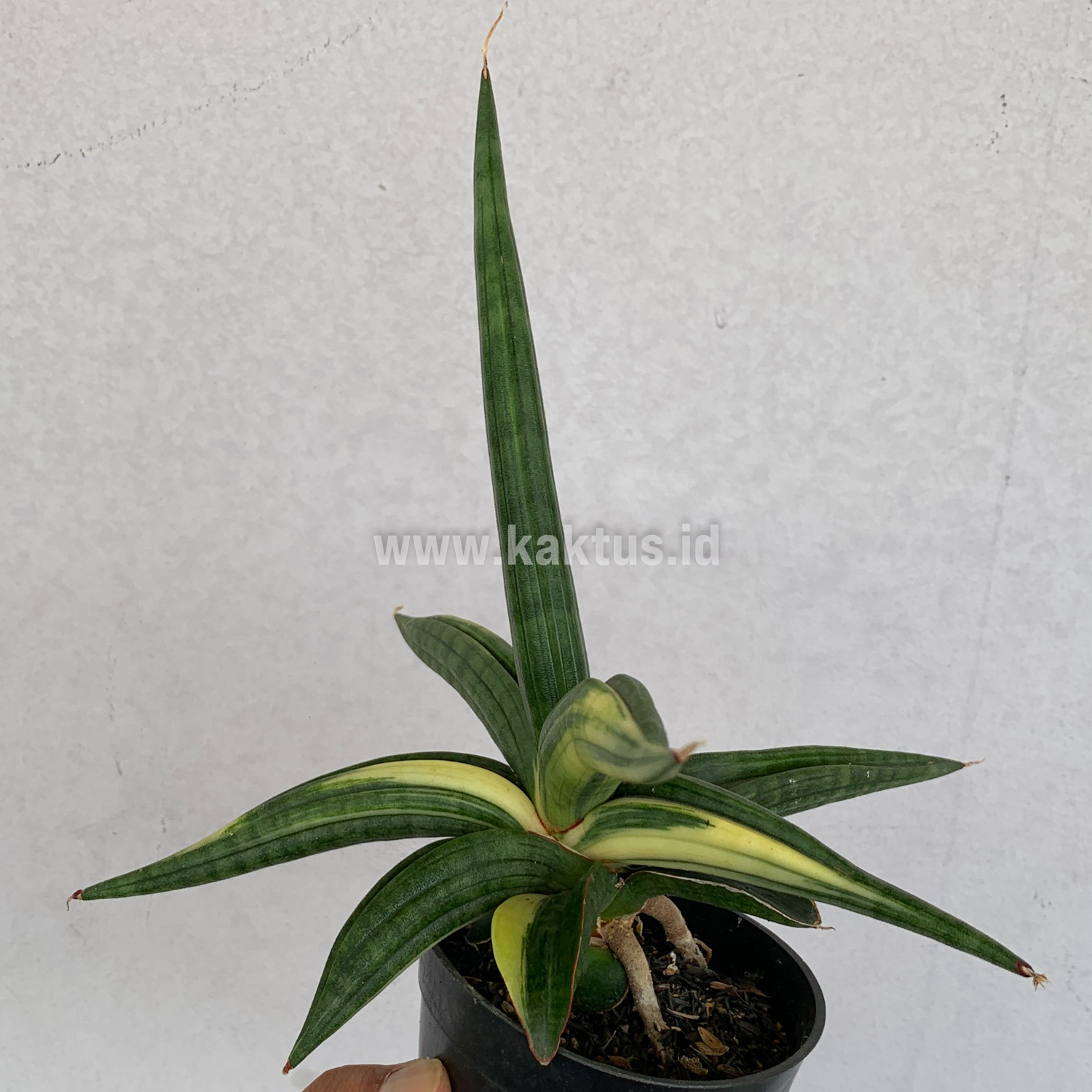 918. Sansevieria Downsi Chahinian Variegated