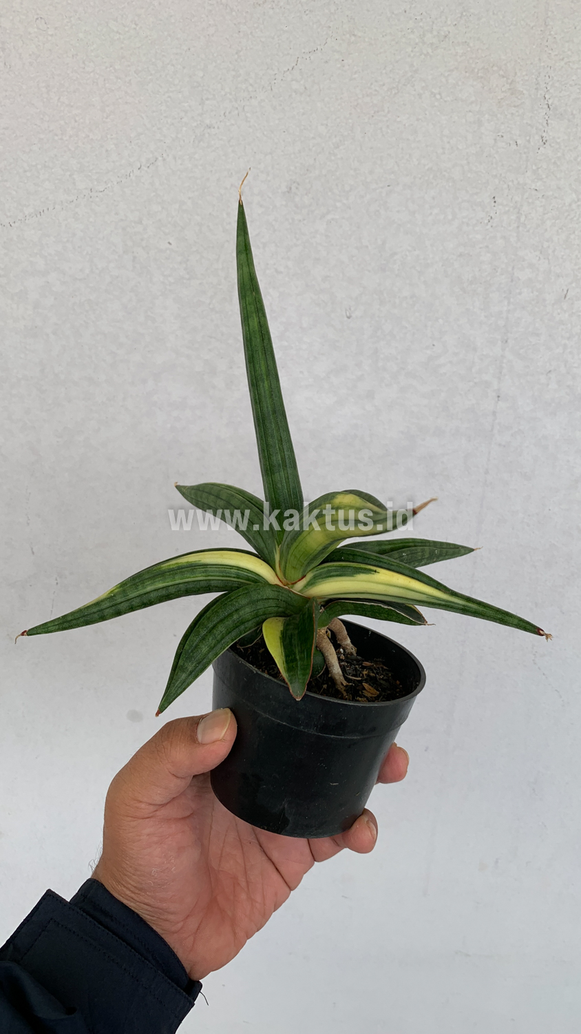 918. Sansevieria Downsi Chahinian Variegated - Image 9