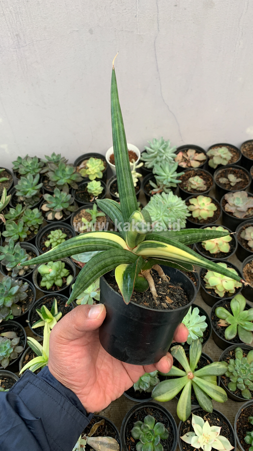 918. Sansevieria Downsi Chahinian Variegated - Image 10