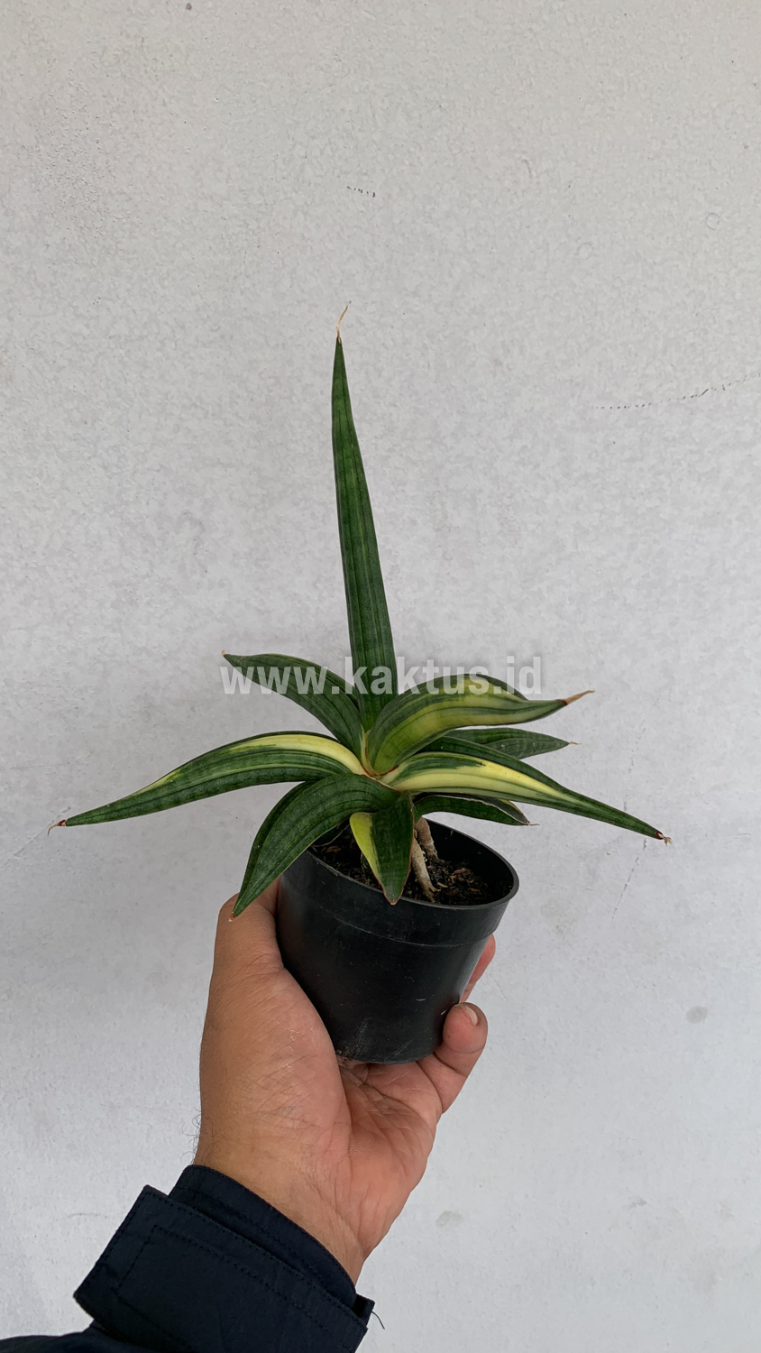 918. Sansevieria Downsi Chahinian Variegated - Image 3