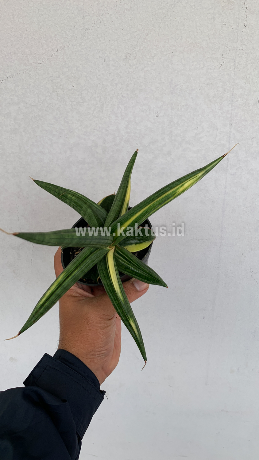 918. Sansevieria Downsi Chahinian Variegated - Image 4