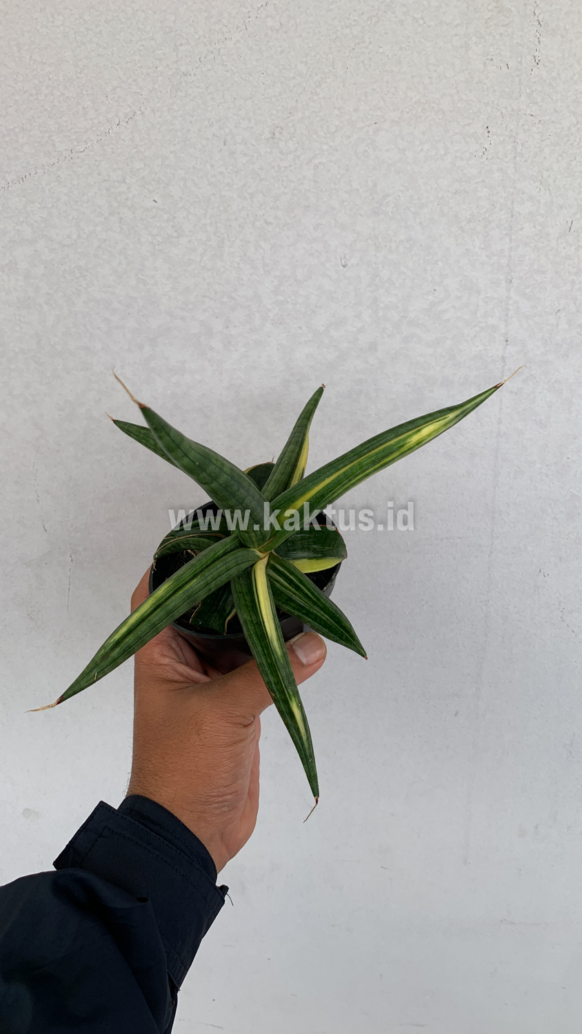 918. Sansevieria Downsi Chahinian Variegated - Image 5