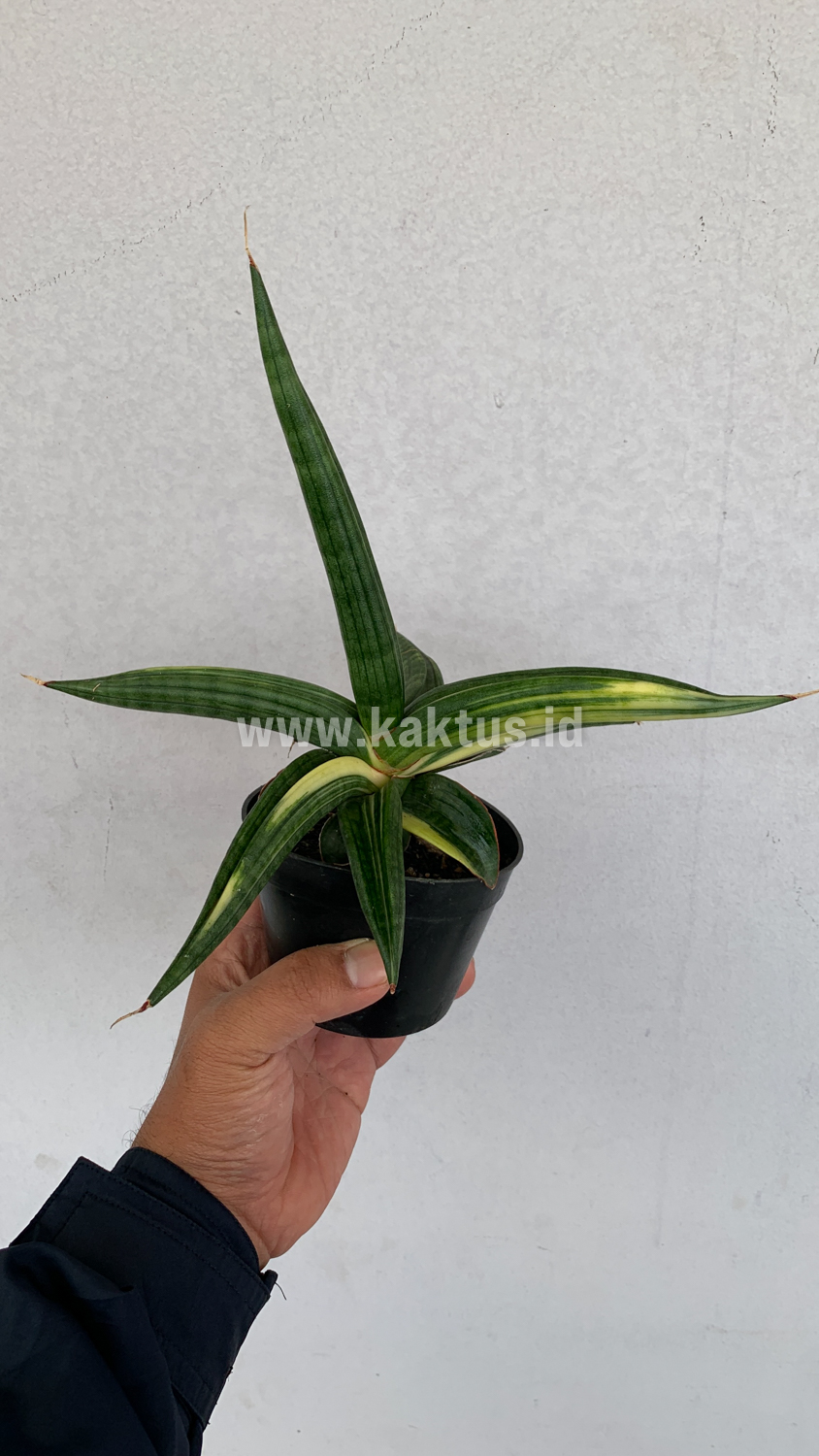 918. Sansevieria Downsi Chahinian Variegated - Image 6