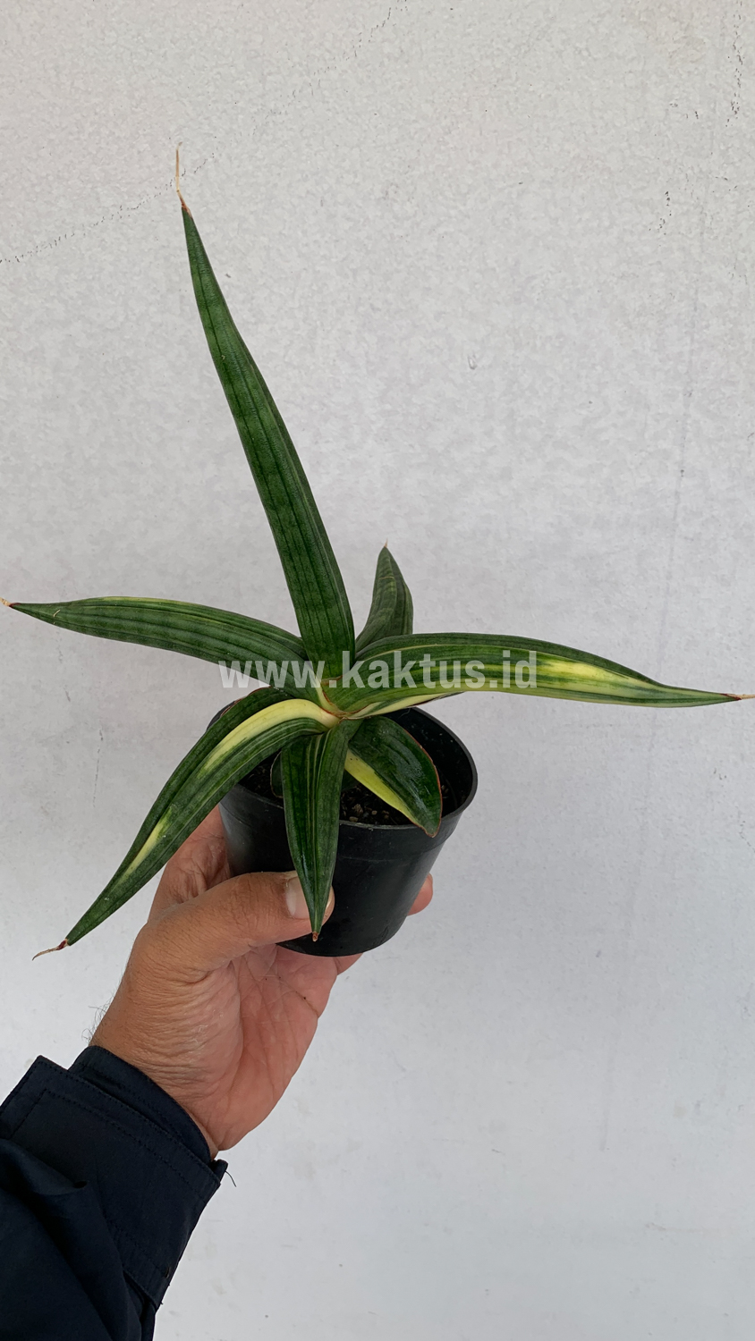 918. Sansevieria Downsi Chahinian Variegated - Image 7