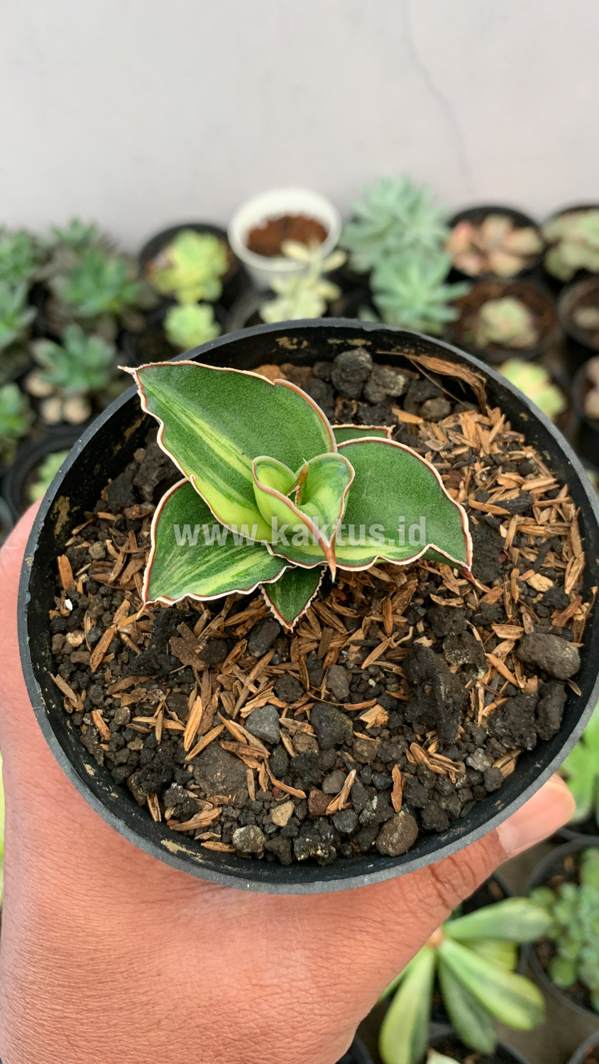919. Sansevieria Blue Leaf Variegated - Image 20
