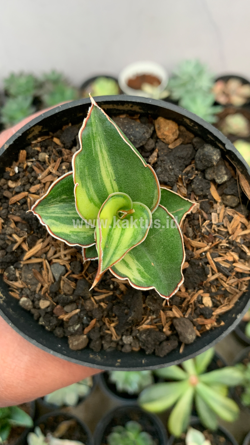 919. Sansevieria Blue Leaf Variegated - Image 19