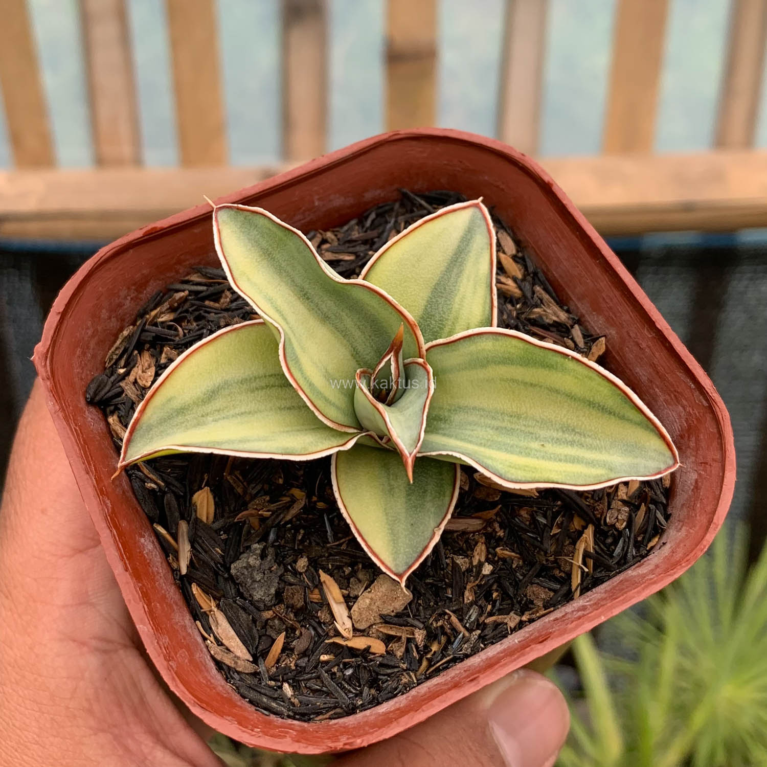 919. Sansevieria Blue Leaf Variegated - Image 9