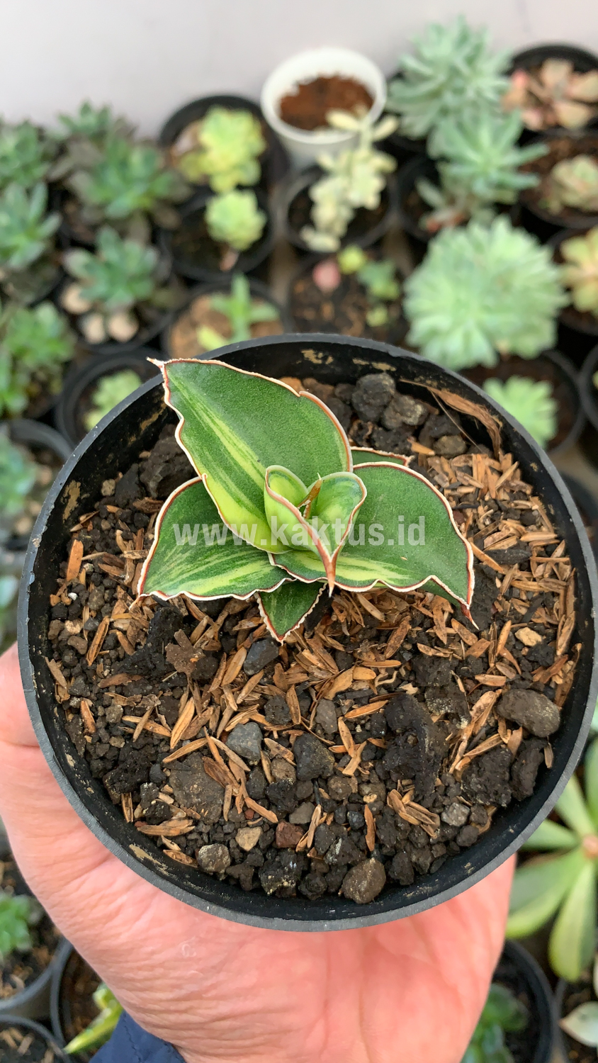 919. Sansevieria Blue Leaf Variegated - Image 17