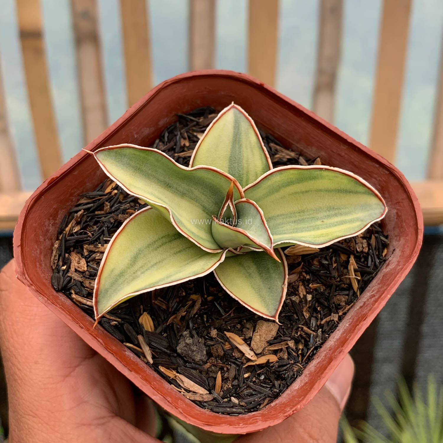 919. Sansevieria Blue Leaf Variegated - Image 6
