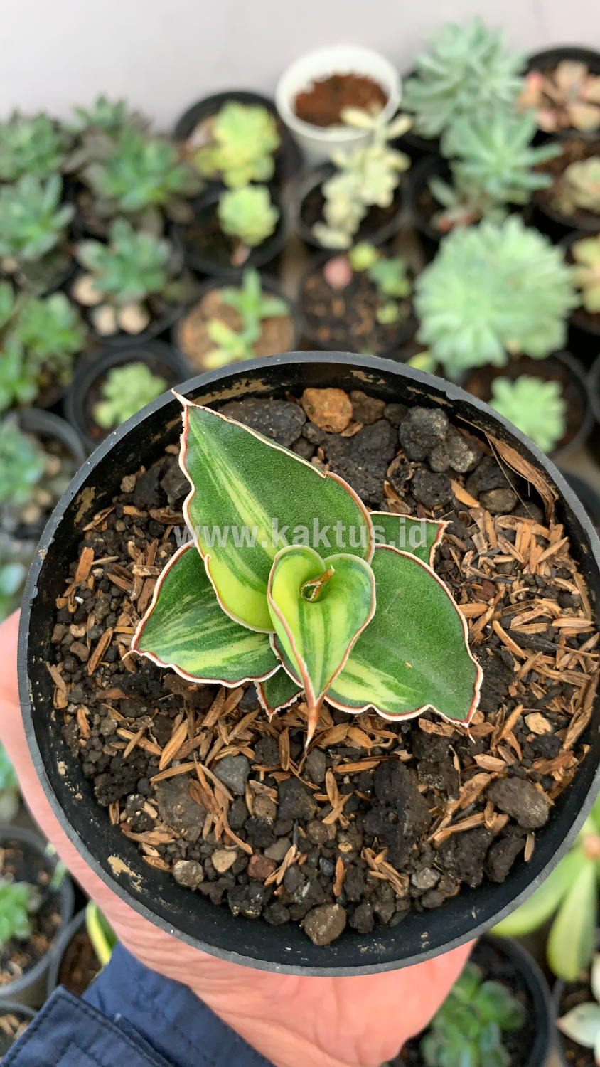 919. Sansevieria Blue Leaf Variegated - Image 16