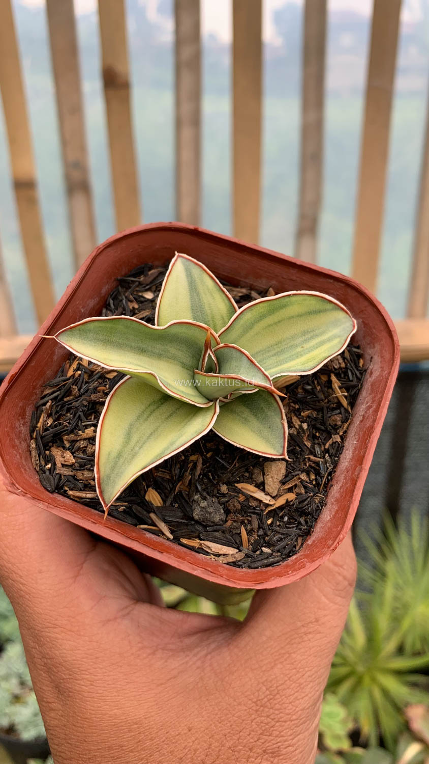 919. Sansevieria Blue Leaf Variegated - Image 4