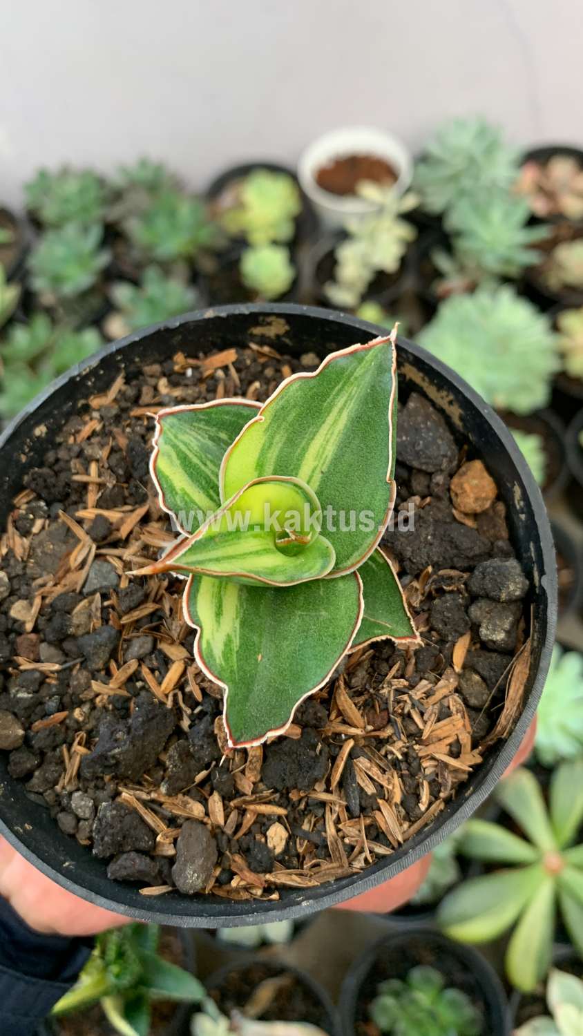 919. Sansevieria Blue Leaf Variegated - Image 14