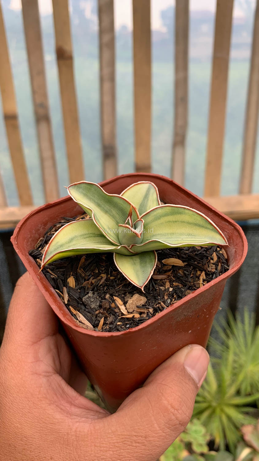 919. Sansevieria Blue Leaf Variegated - Image 11