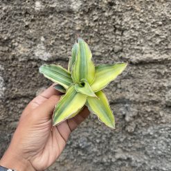 919. Sansevieria Blue Leaf Variegated
