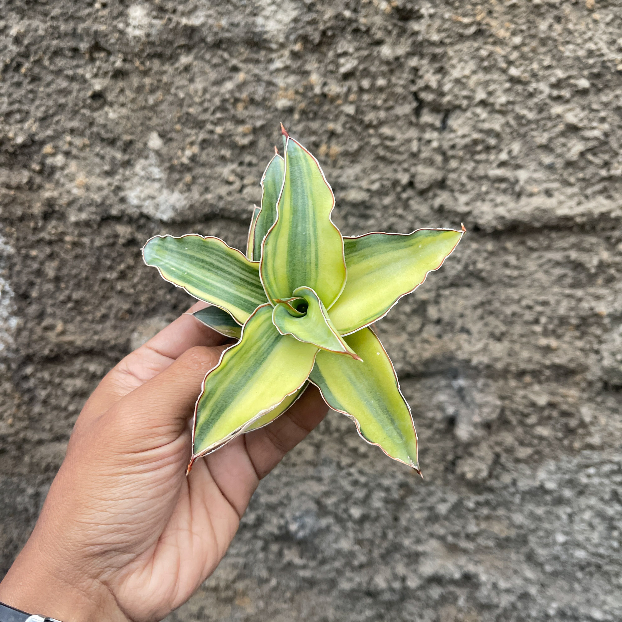 919. Sansevieria Blue Leaf Variegated