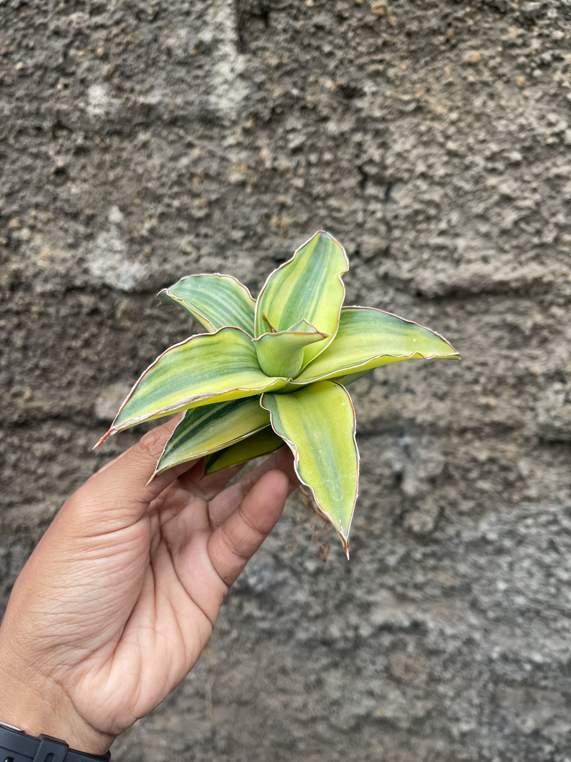 919. Sansevieria Blue Leaf Variegated - Image 7