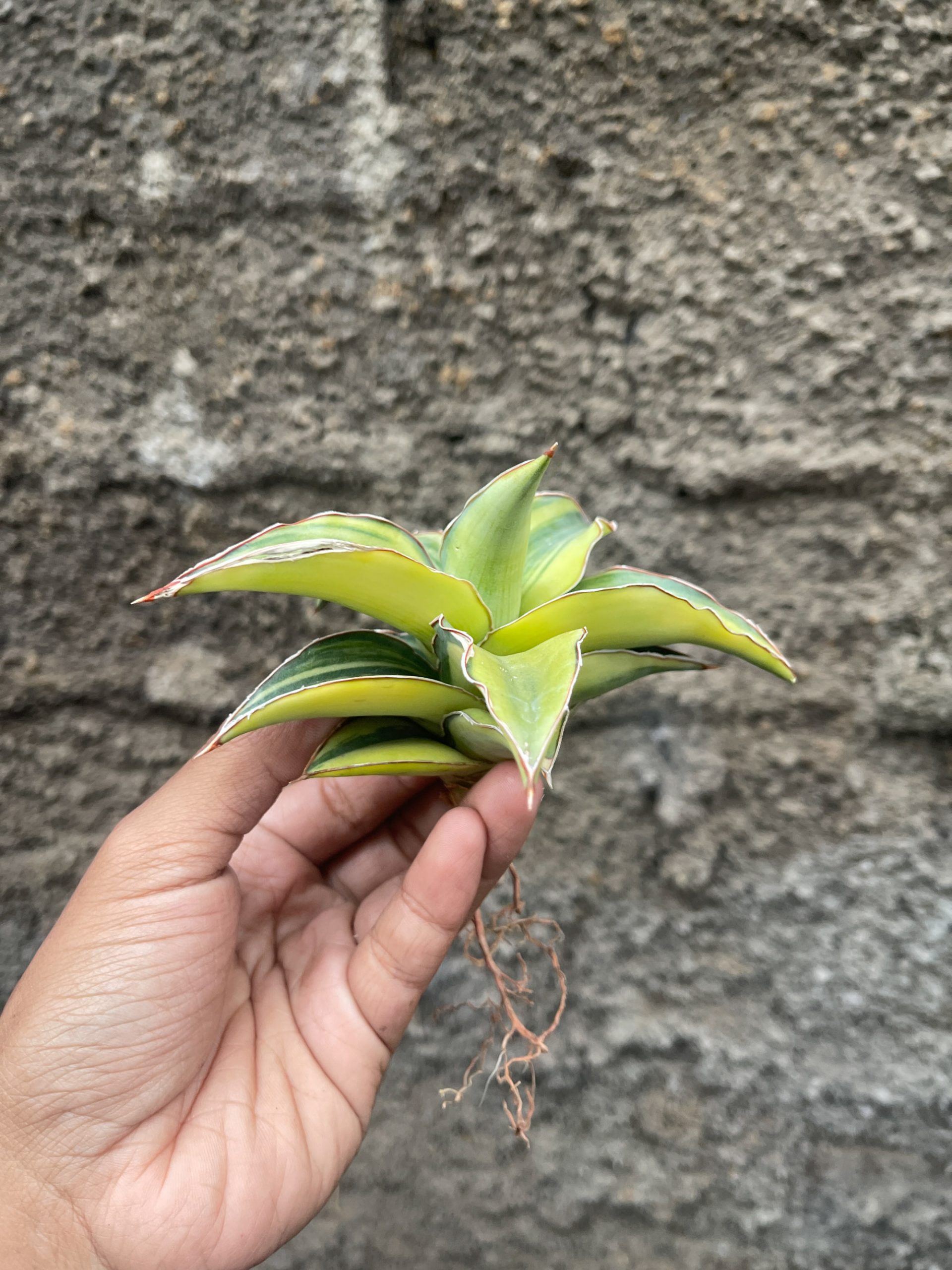 919. Sansevieria Blue Leaf Variegated - Image 5
