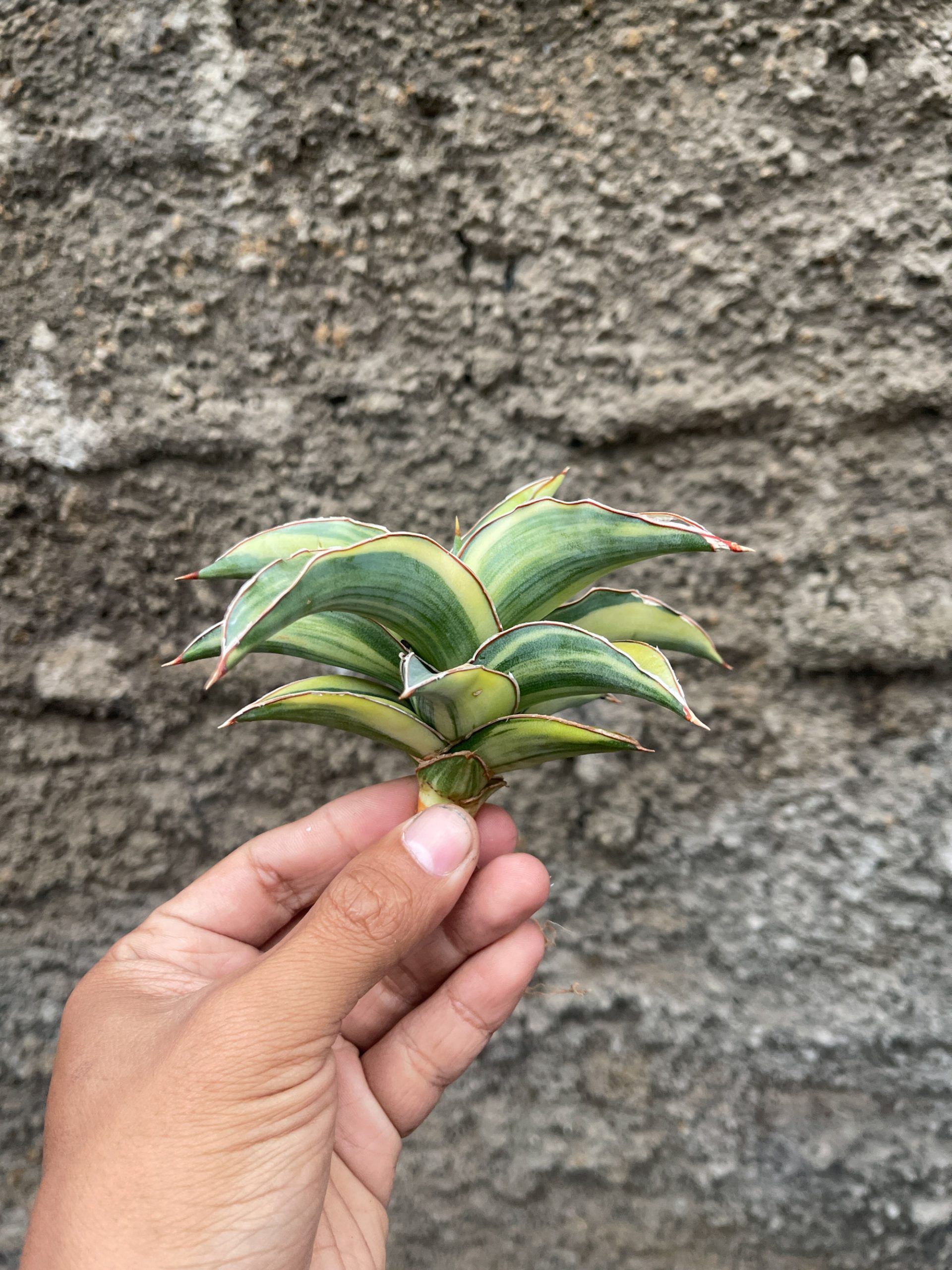 919. Sansevieria Blue Leaf Variegated - Image 3