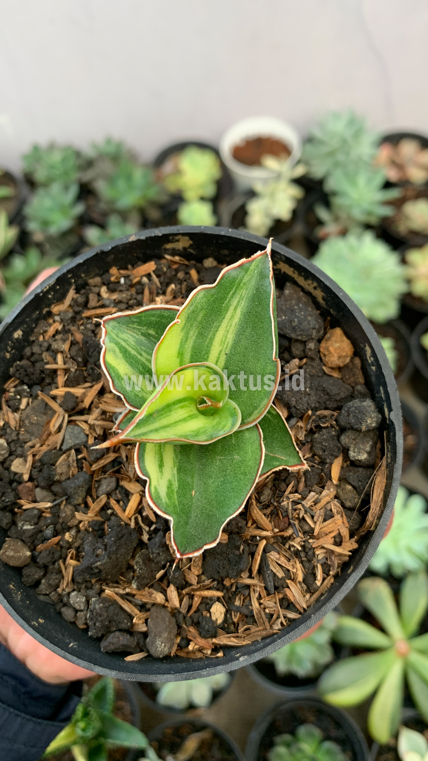 919. Sansevieria Blue Leaf Variegated - Image 12