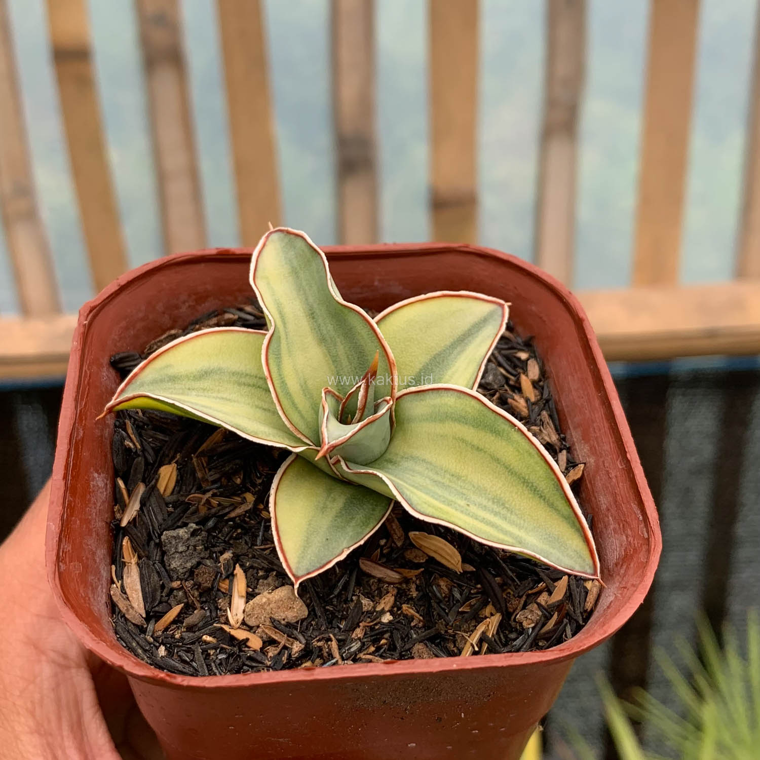 919. Sansevieria Blue Leaf Variegated - Image 15