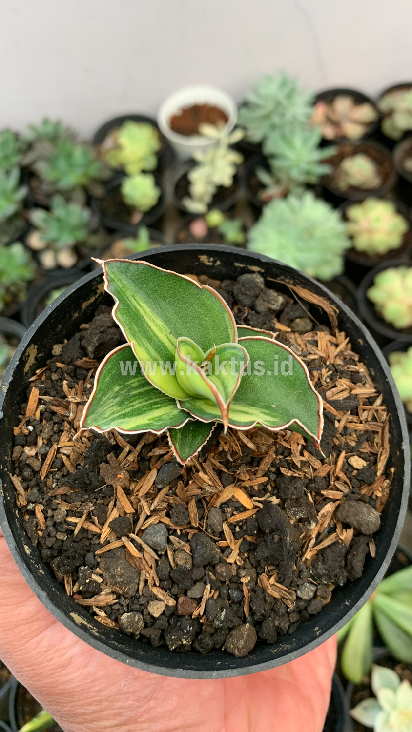 919. Sansevieria Blue Leaf Variegated - Image 10