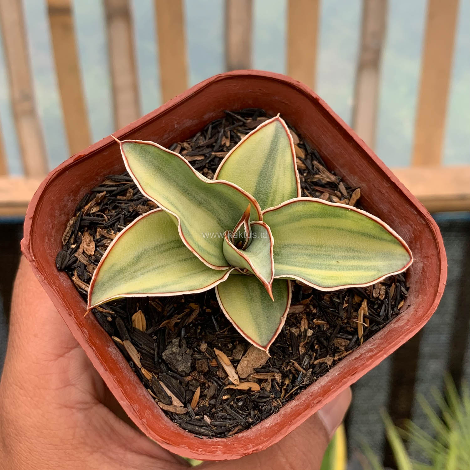 919. Sansevieria Blue Leaf Variegated - Image 13