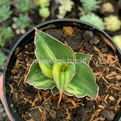 Alternative view of 919. Sansevieria Blue Leaf Variegated