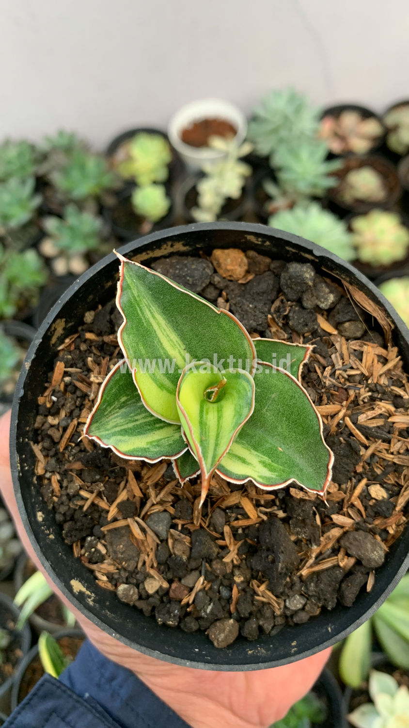 919. Sansevieria Blue Leaf Variegated - Image 2