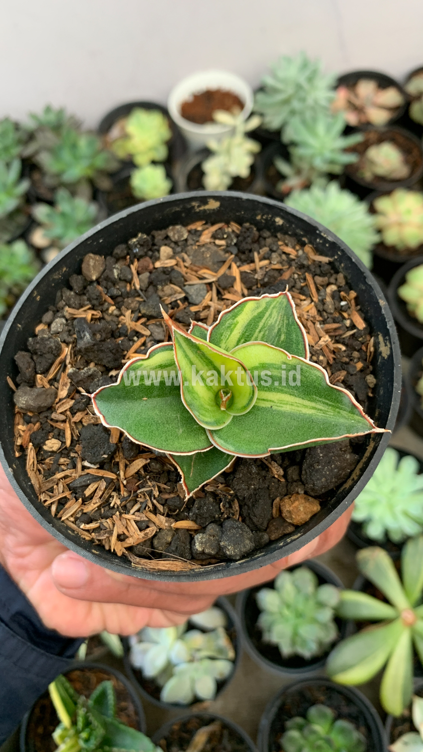 919. Sansevieria Blue Leaf Variegated - Image 8