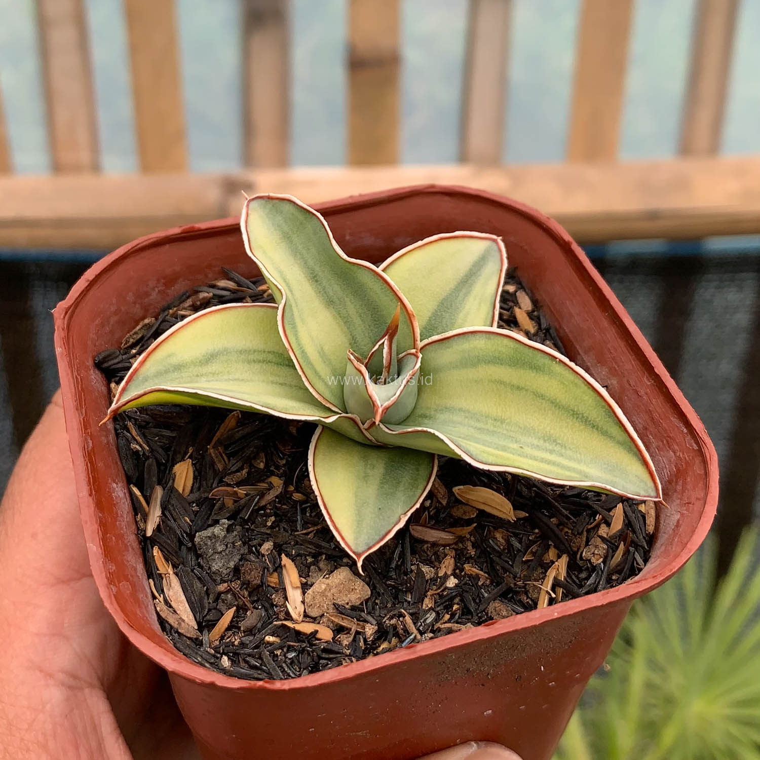 919. Sansevieria Blue Leaf Variegated - Image 18