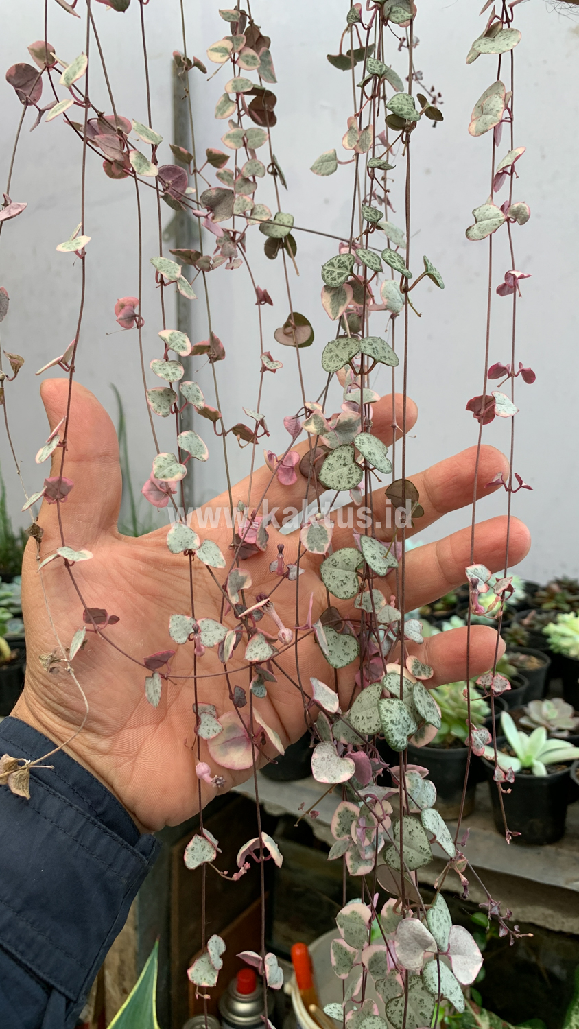 920. Ceropegia Woodii Pink Variegated 'String of Hearts' Super Long - Image 4