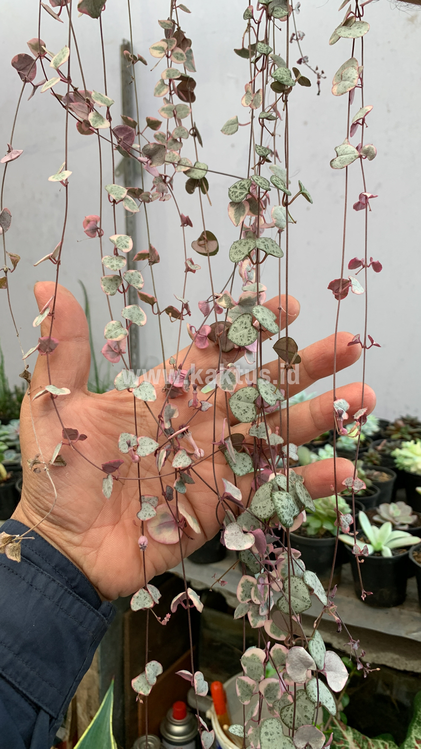 920. Ceropegia Woodii Pink Variegated 'String of Hearts' Super Long - Image 3