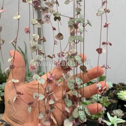 Alternative view of 920. Ceropegia Woodii Pink Variegated 'String of Hearts' Super Long