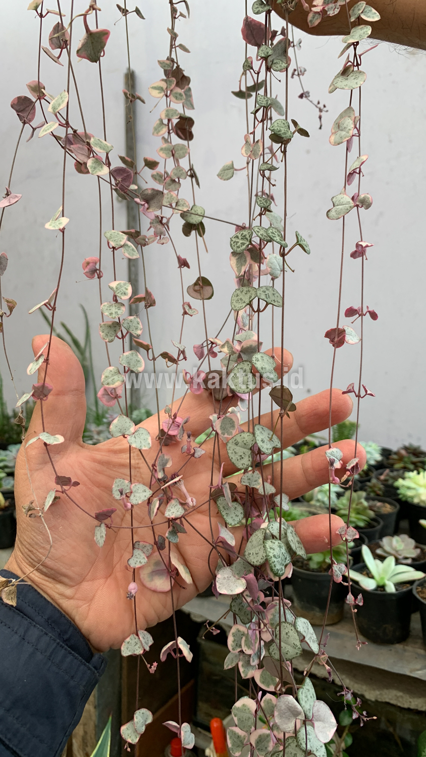 920. Ceropegia Woodii Pink Variegated 'String of Hearts' Super Long - Image 2