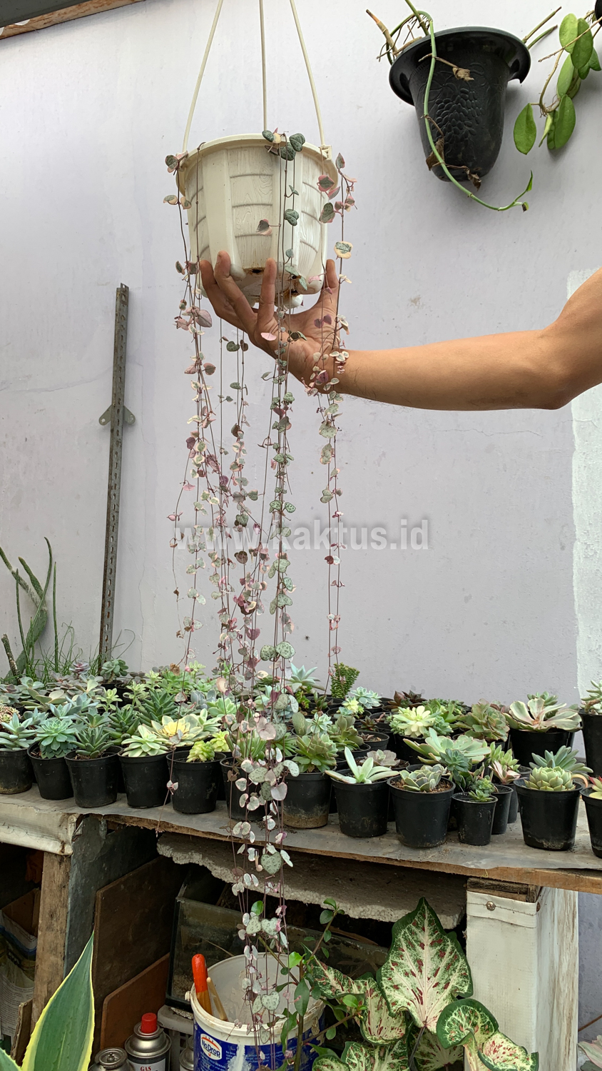 920. Ceropegia Woodii Pink Variegated 'String of Hearts' Super Long - Image 12