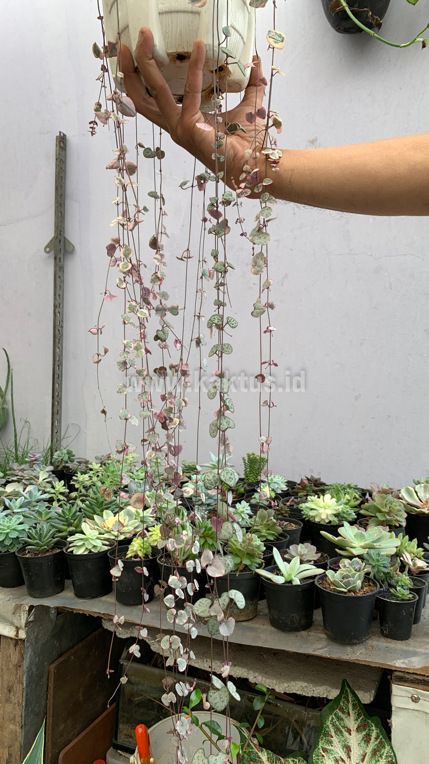 920. Ceropegia Woodii Pink Variegated 'String of Hearts' Super Long - Image 11
