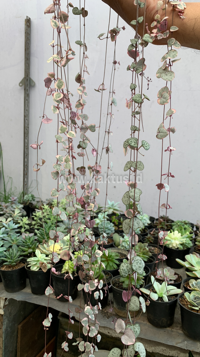 920. Ceropegia Woodii Pink Variegated 'String of Hearts' Super Long - Image 10