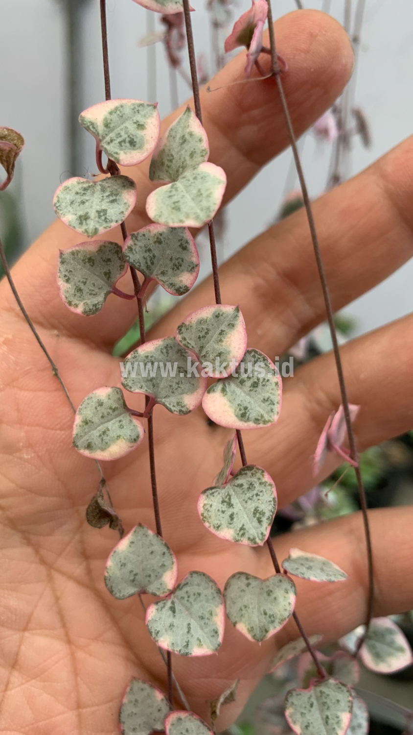 920. Ceropegia Woodii Pink Variegated 'String of Hearts' Super Long - Image 9