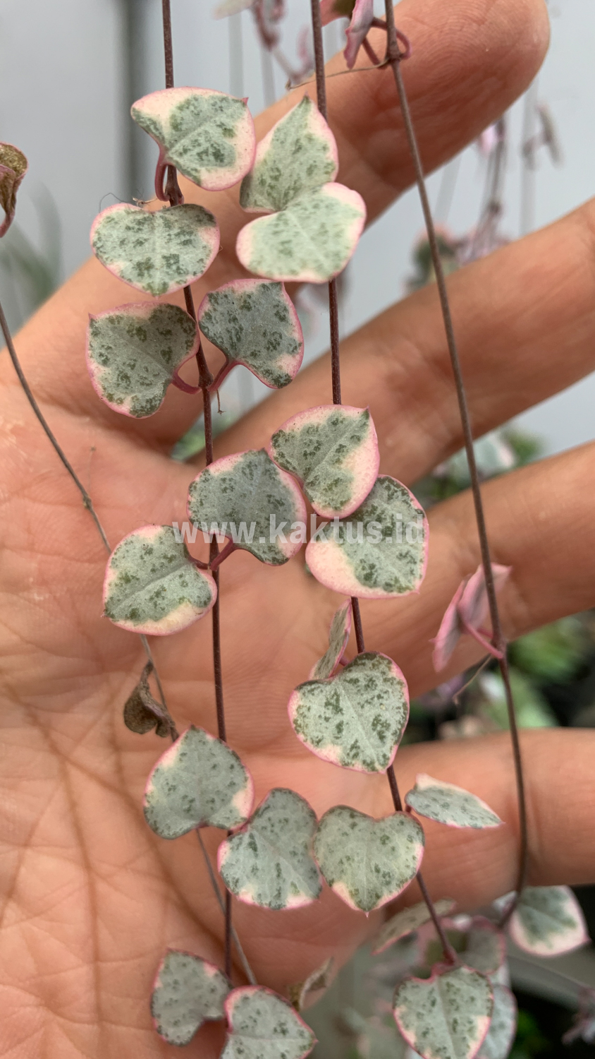 920. Ceropegia Woodii Pink Variegated 'String of Hearts' Super Long - Image 8