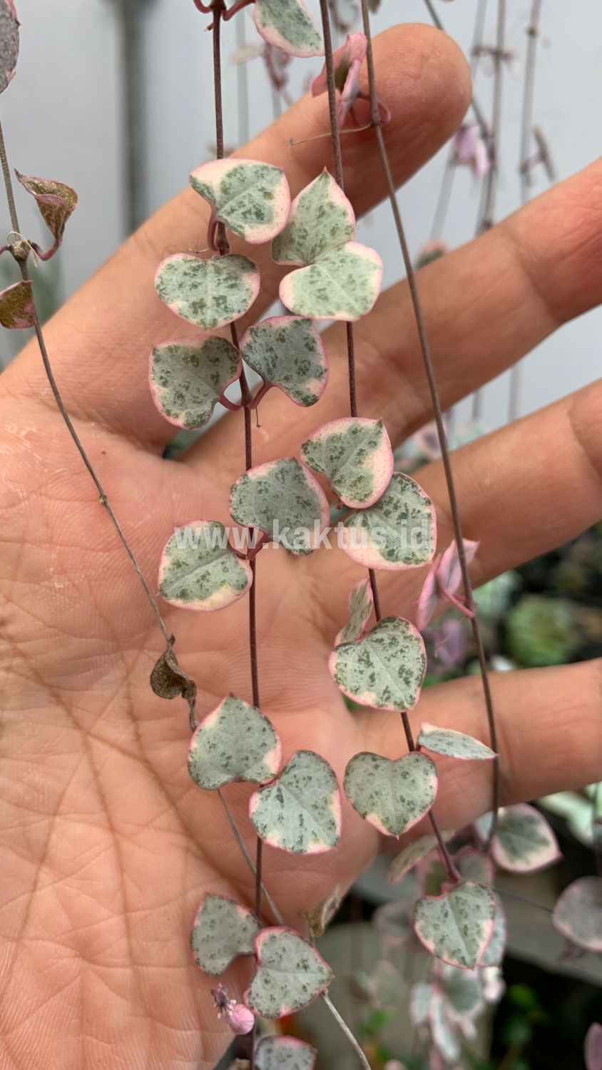 920. Ceropegia Woodii Pink Variegated 'String of Hearts' Super Long - Image 7