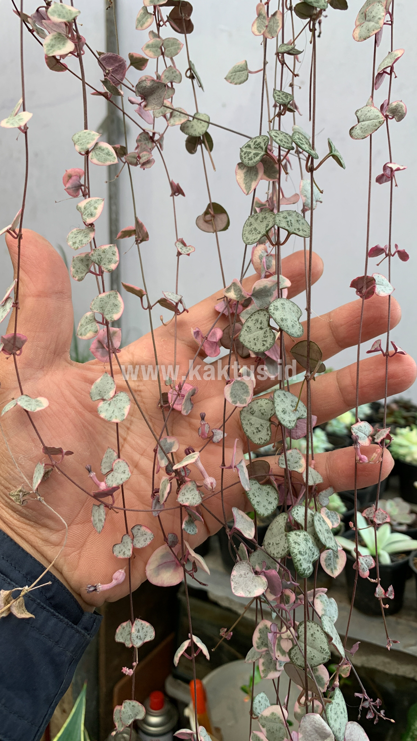 920. Ceropegia Woodii Pink Variegated 'String of Hearts' Super Long - Image 6