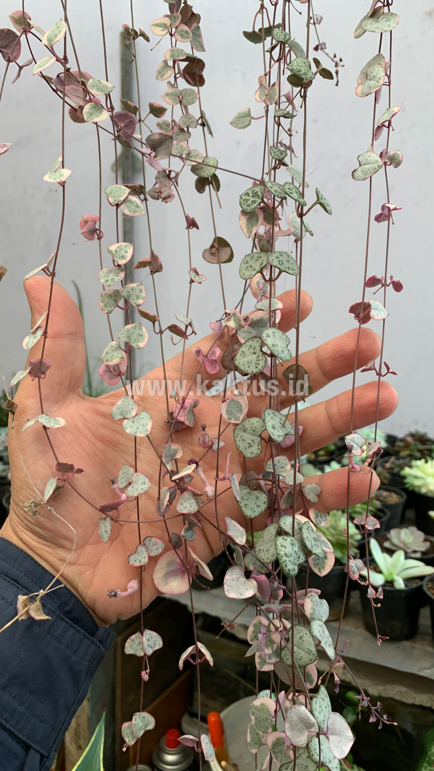 920. Ceropegia Woodii Pink Variegated 'String of Hearts' Super Long - Image 5