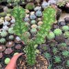921. Euphorbia Ammak