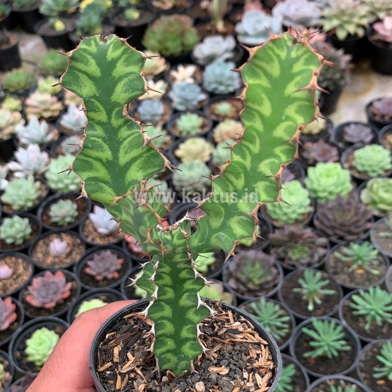 921. Euphorbia Ammak